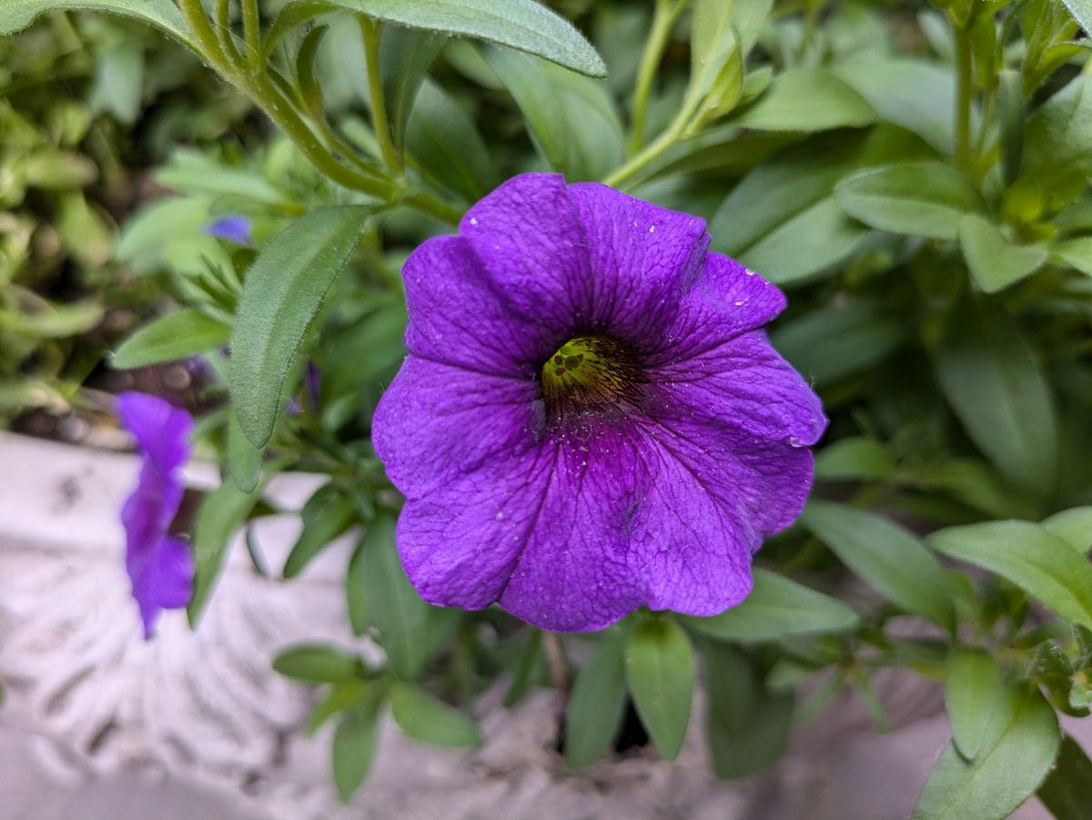 Google Pixel 8a closeup sample.