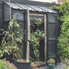 Tomato plants inside black wooden-framed lean-to greenhouse in garden