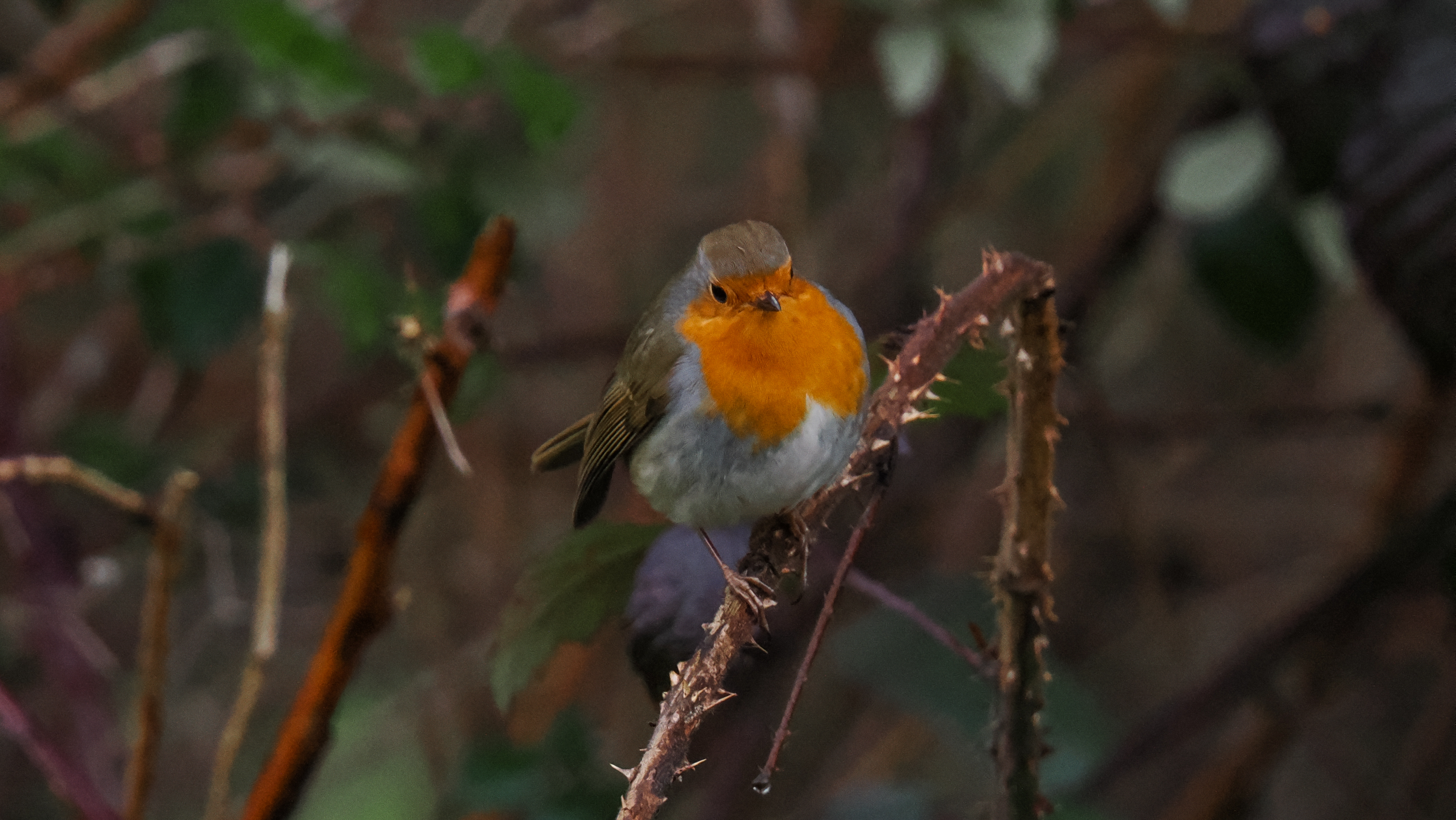 A photo taken on an OM System OM-1 Mark II Micro Four Thirds mirrorless camera