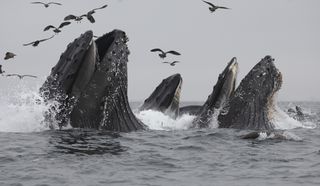 Several humpback whales cluster feed on a gray day in Monterey, California