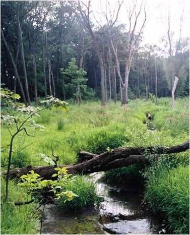 wetlands, flooding, water