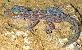 New gecko species