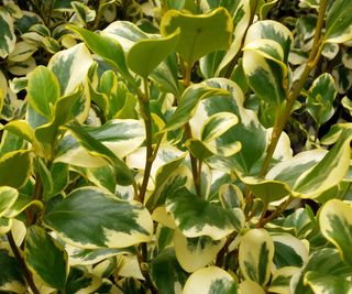 Glossy laves of Griselinia littoralis 'Variegata'