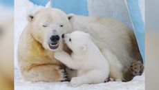 A polar bear named Gerda and a polar bear cub playing in the Novosibirsk Zoo.