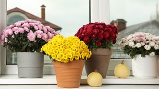 Four pots of chrysanthemums on a windowsill
