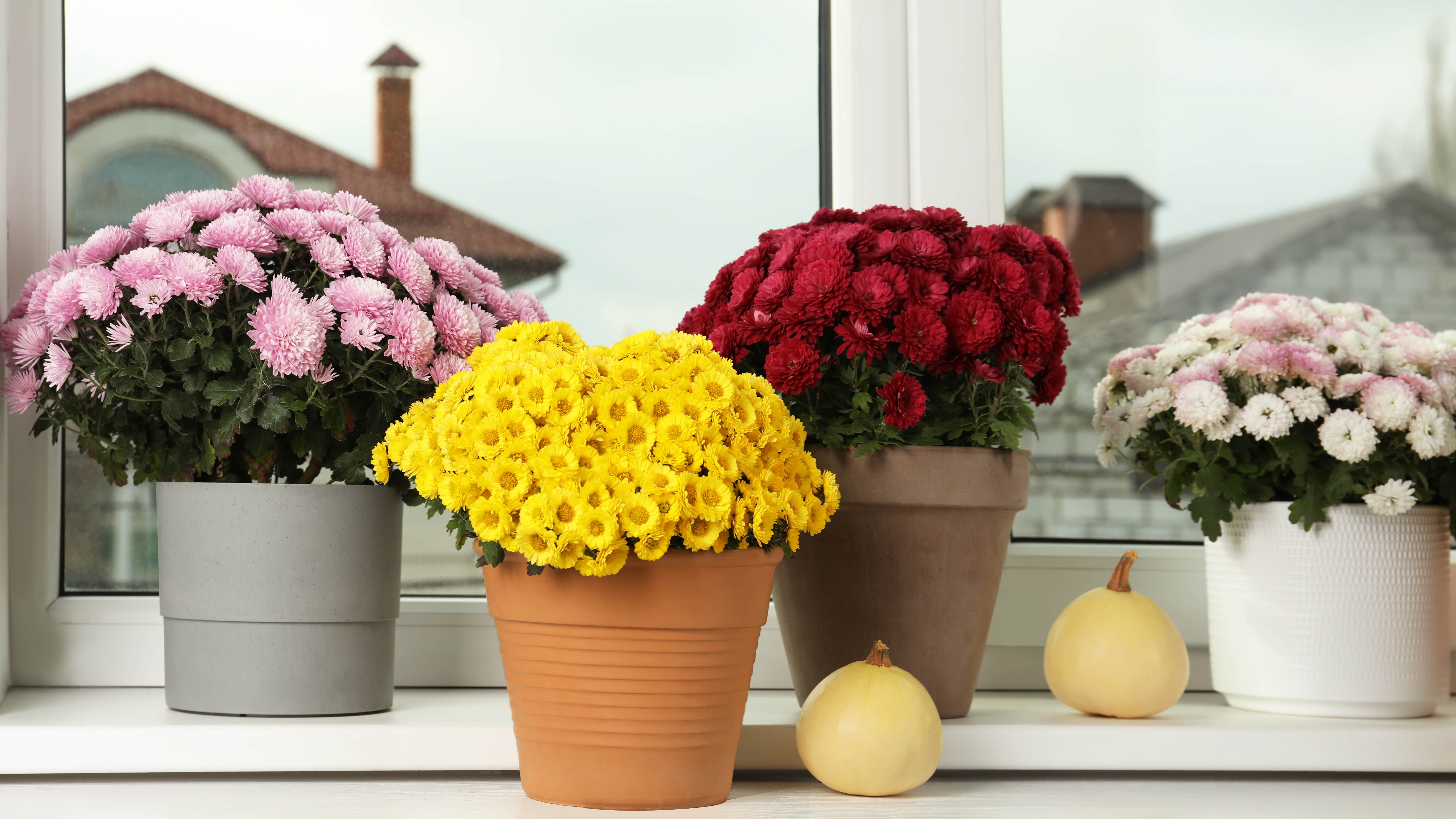 Four pots of chrysanthemums on the windowsill