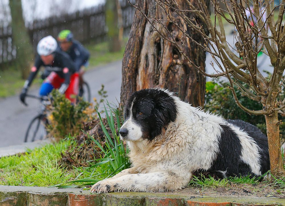 A canine spectator checks out the action.