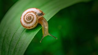 Snail on leaf