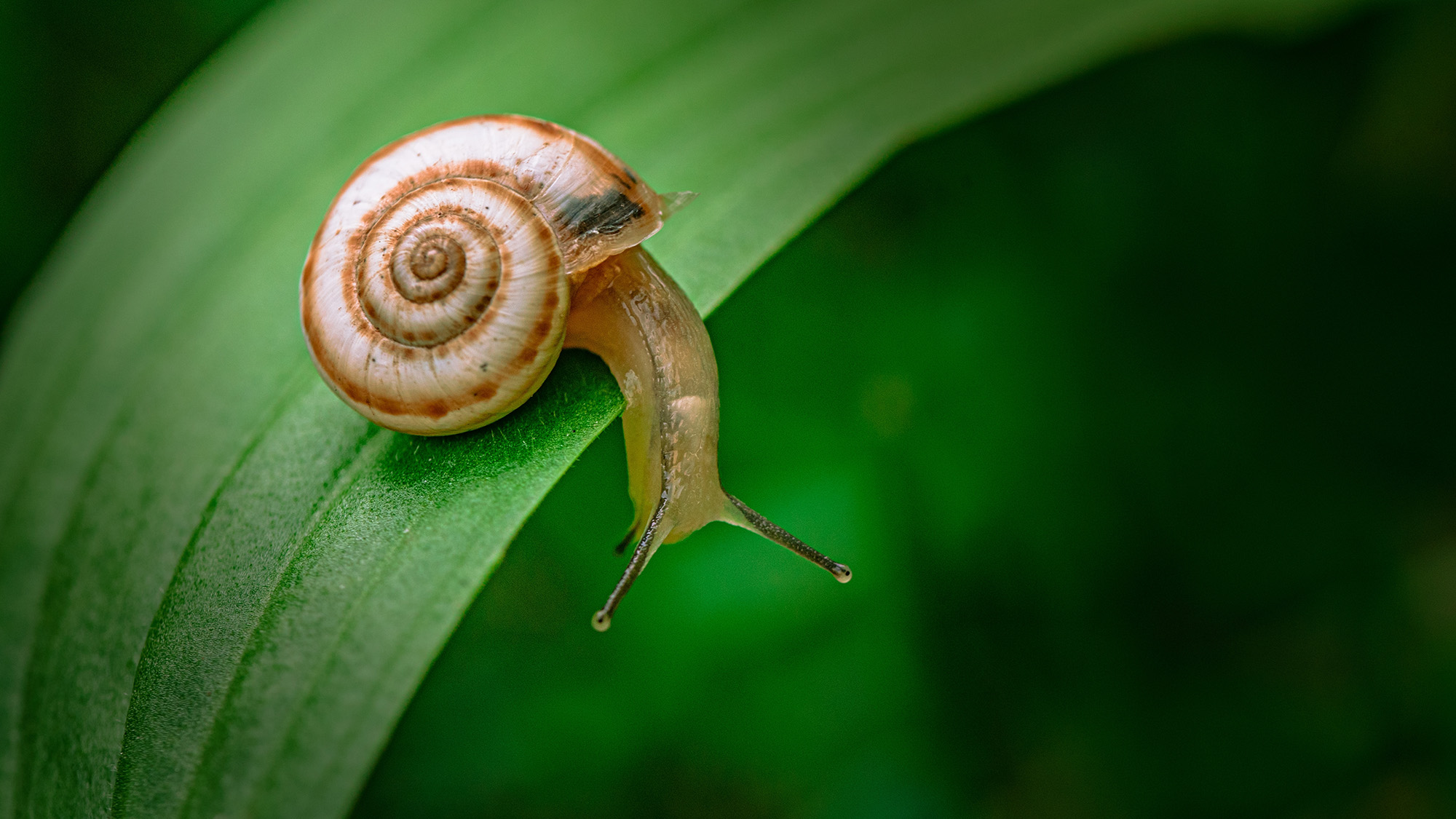 Snail on leaf