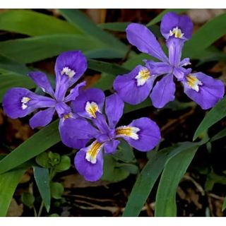 5 Crested Wild Iris Roots, Iris Cristata Flower Plant