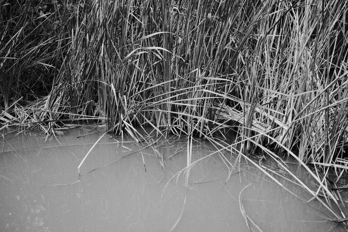 Reeds coming out of murky water