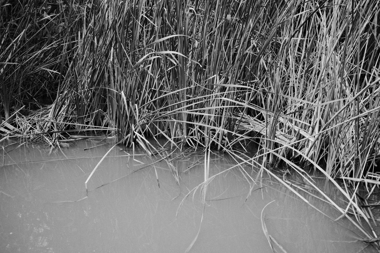 Reeds coming out of murky water