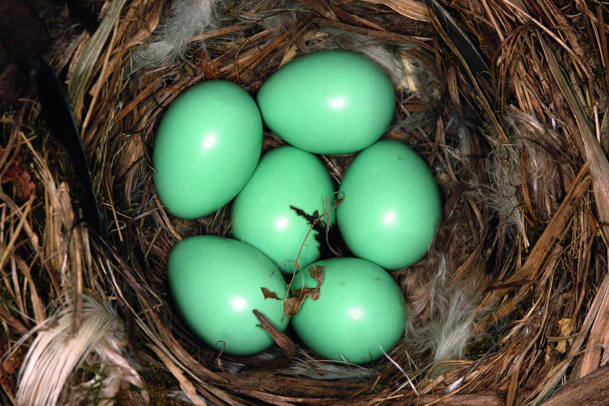 A nest of turqouise redstart eggs