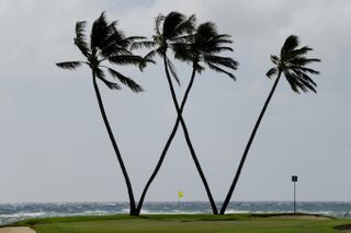 The palm trees make a W at Waialae Country Club