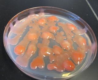 Phaff Yeast Collection, Herman Phaff, the collection's namesake, collected this yeast from insect frass (or poop) from a tree in British Columbia, in 1968.