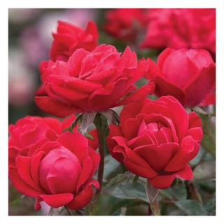 A close-up of red knockout roses