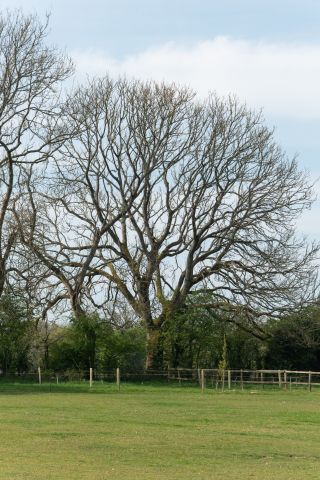 Ash tree in Hampshire garden, which was later used for SCP's The One Tree project at London Design Festival