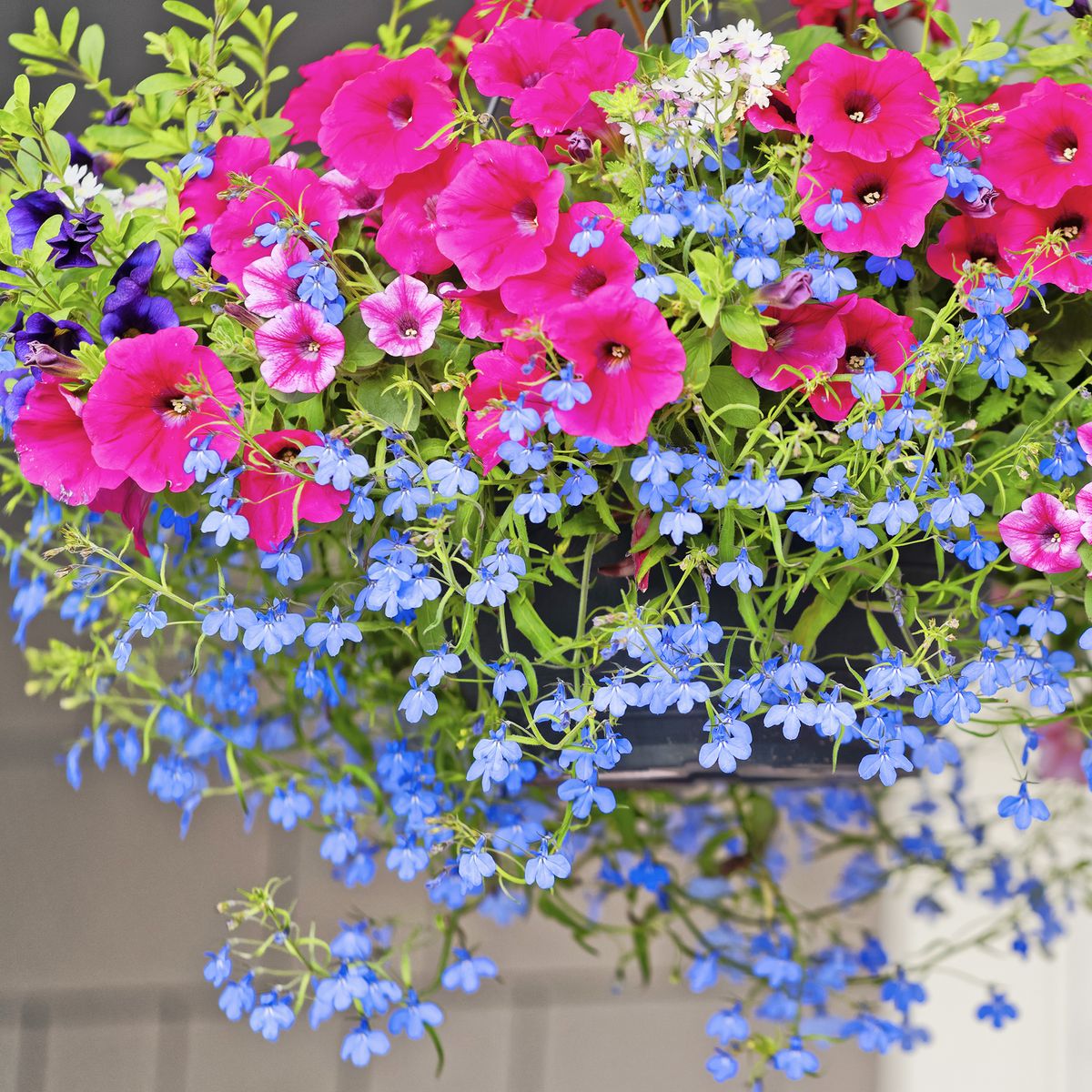 Best Trailing Plants For Hanging Baskets | Gardening Know How