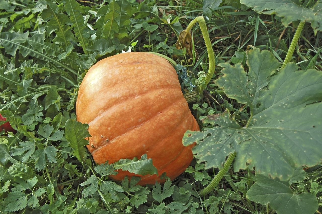 Pumpkin Plant With Flowers And No Fruit