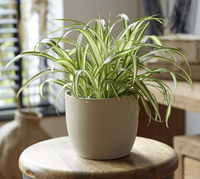 Variegatum Spider Plant Indoor Chlorophytum Comosum Houseplant (12cm Pot), £14.98 | Amazon