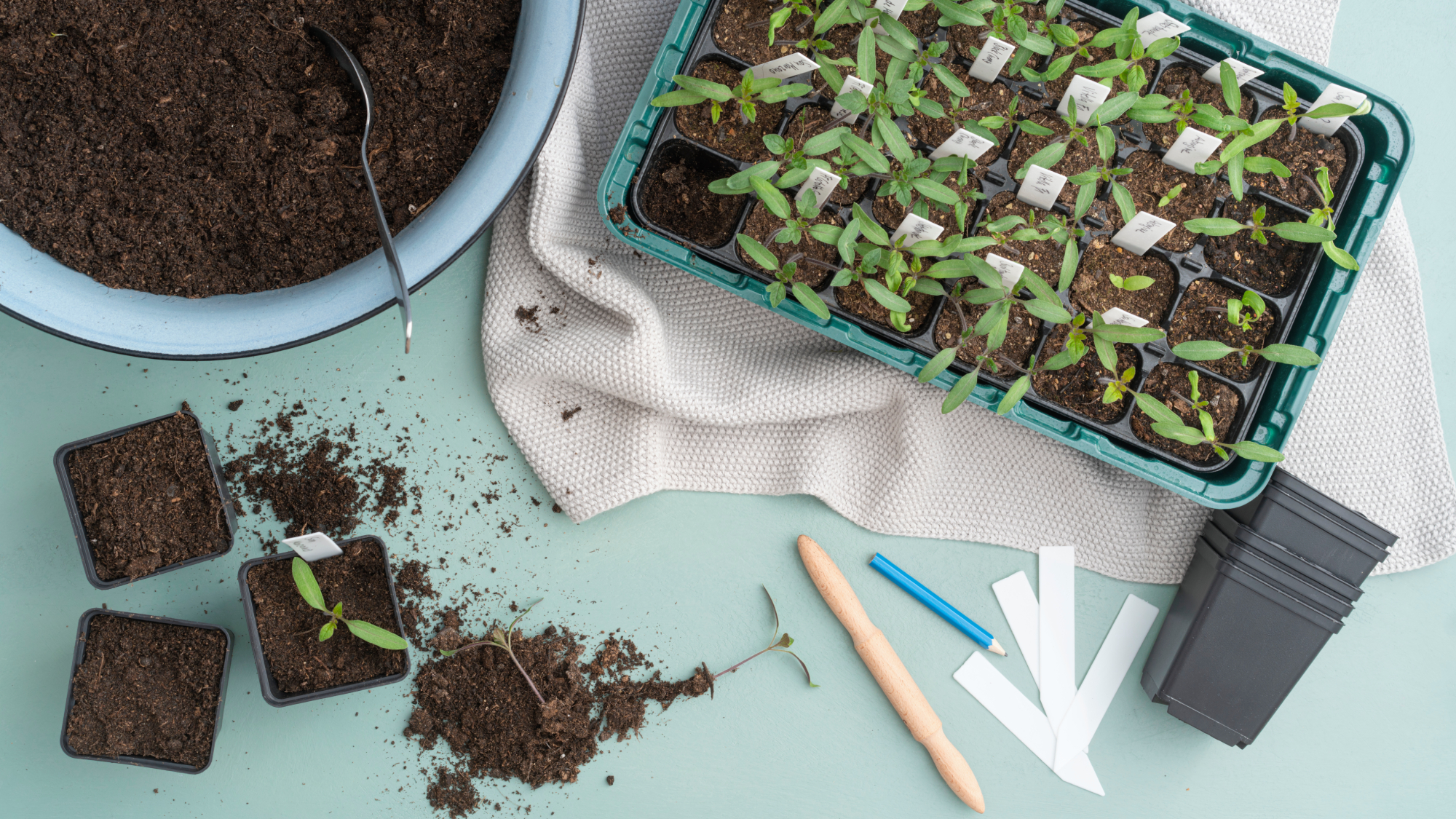 starting tomato seedlings