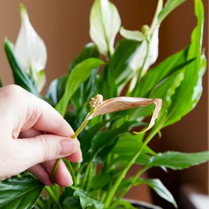 Spathiphyllum Peace Lily Care. Removing Dry leaves and flowers, trimming faded brown flowers and dry leaves