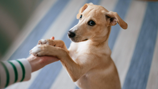 Dog's paws resting on someone's hand