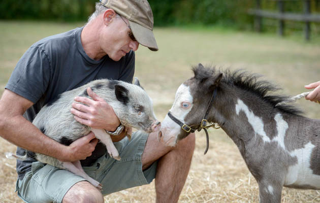Microdave and micropig2