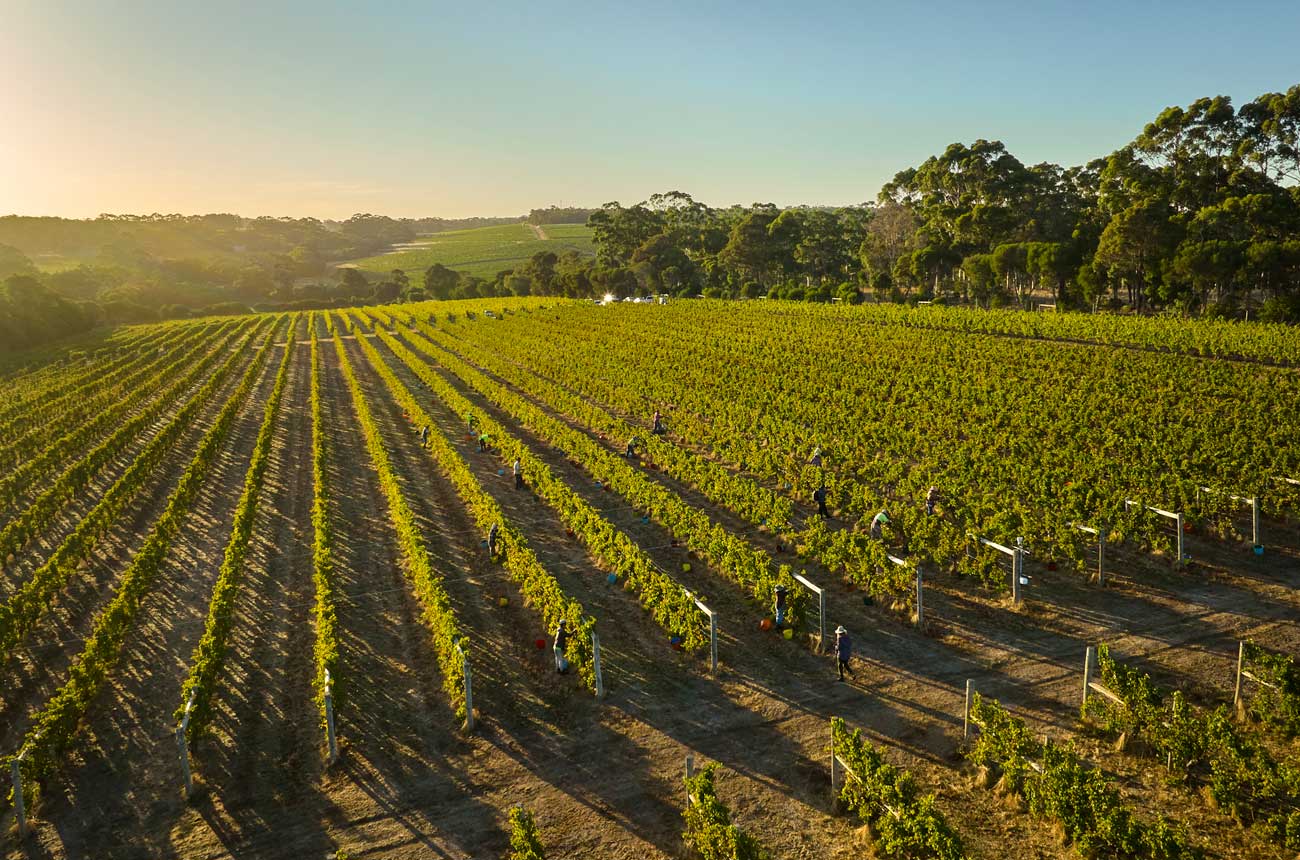Cabernet Sauvignon vines at Moss Wood, Margaret River
