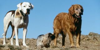 Michael J. Fox, Sally Field, and Don Ameche in Homeward Bound: The Incredible Journey