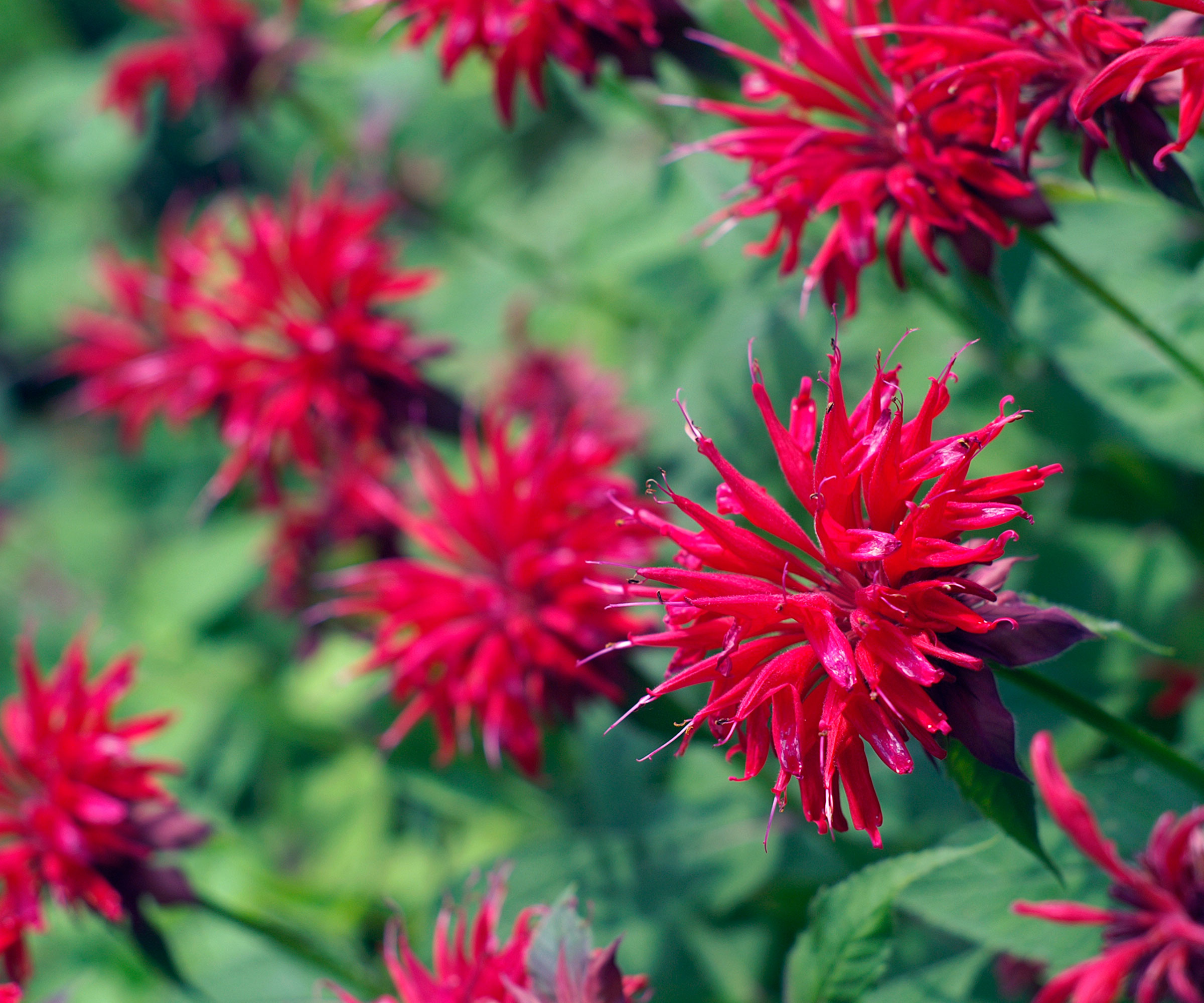 bee balm in full bloom