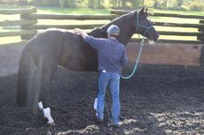 young-dressage-horse-e1511954322150.jpg
