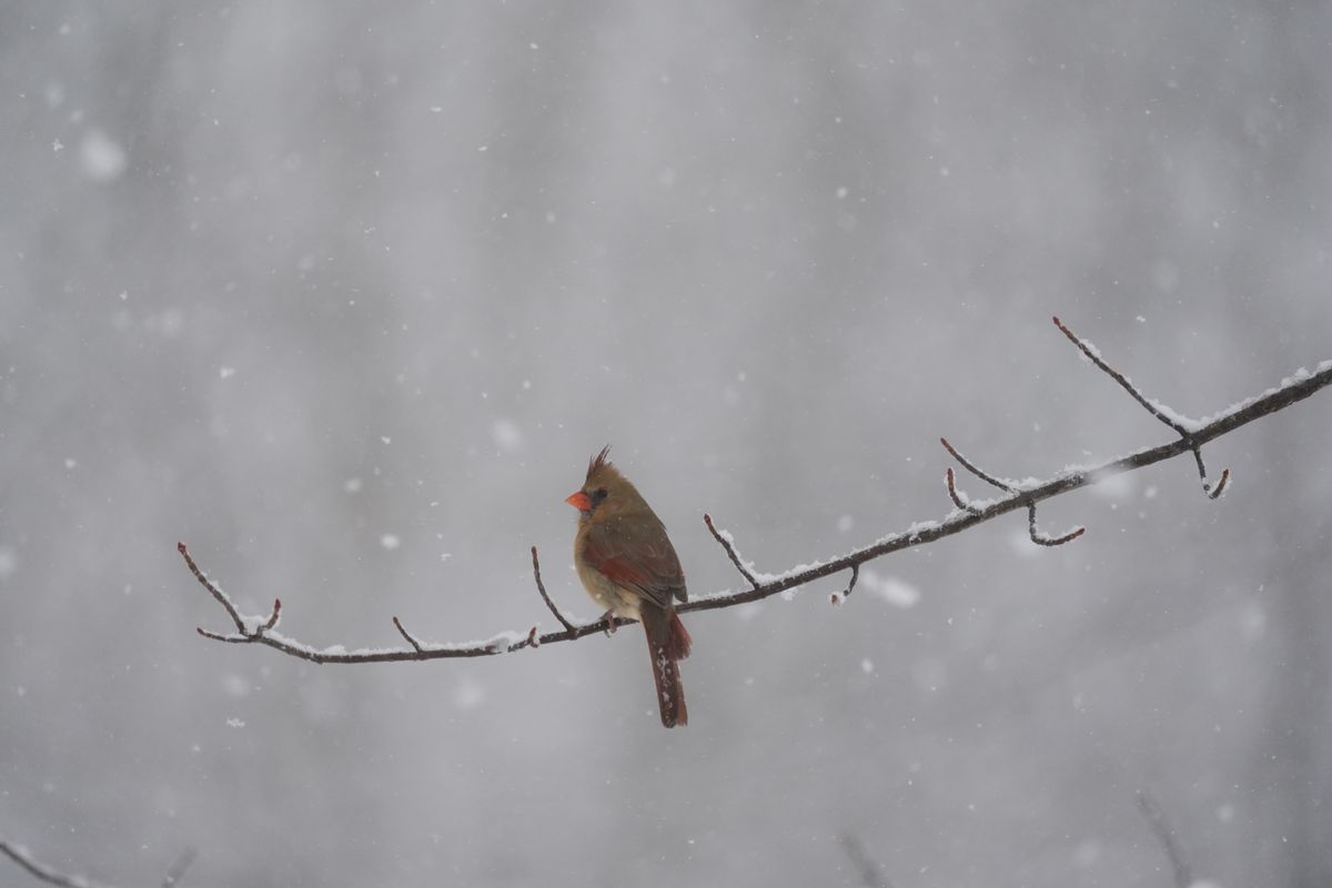 A bird photo taken with the Sony A7 V and FE 200-600mm f/25.6-6.3 G OSS
