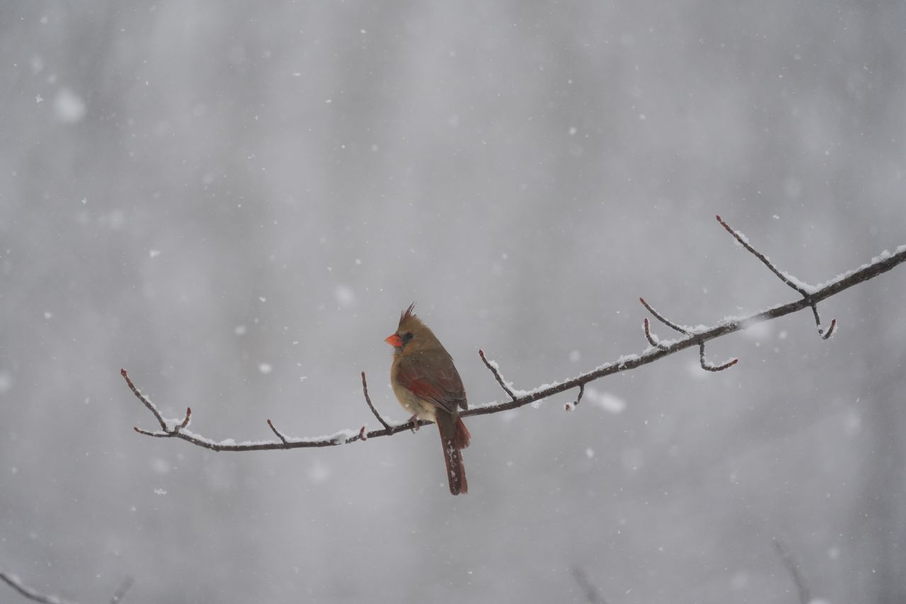 A bird photo taken with the Sony A7 V and FE 200-600mm f/25.6-6.3 G OSS
