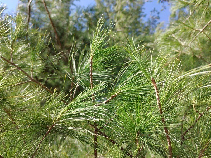 Nokia 8.3 5G camera sample