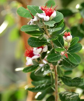 pineapple guava flowers close-up