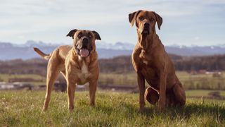two large-breed dogs look into the camera in a vast field overlooking mountains