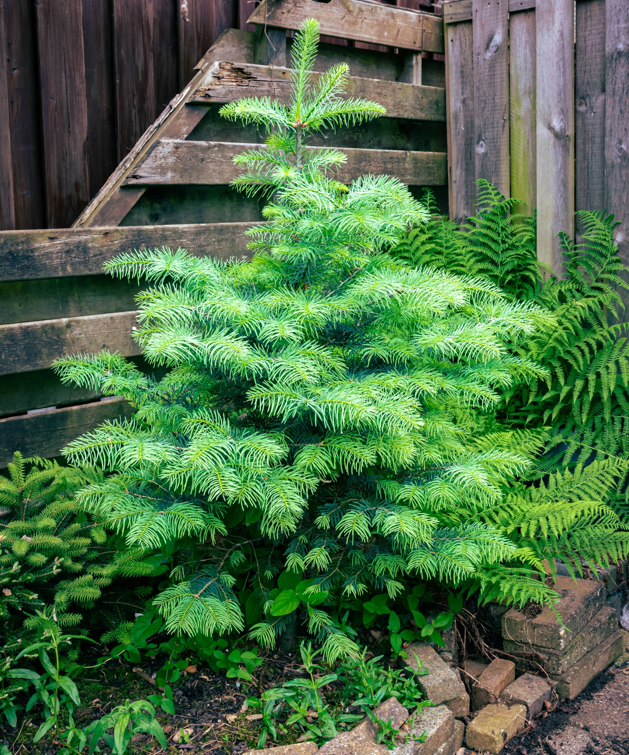 Small fir tree growing in a garden bed against a wooden fence