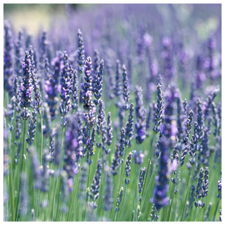 A patch of French lavender