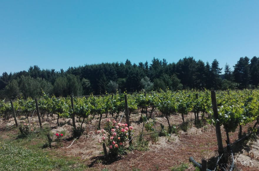 Altos Las Gredas Araucania