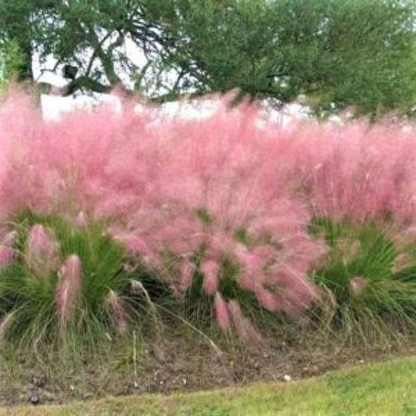 Pink Muhly Grass - Quart Container