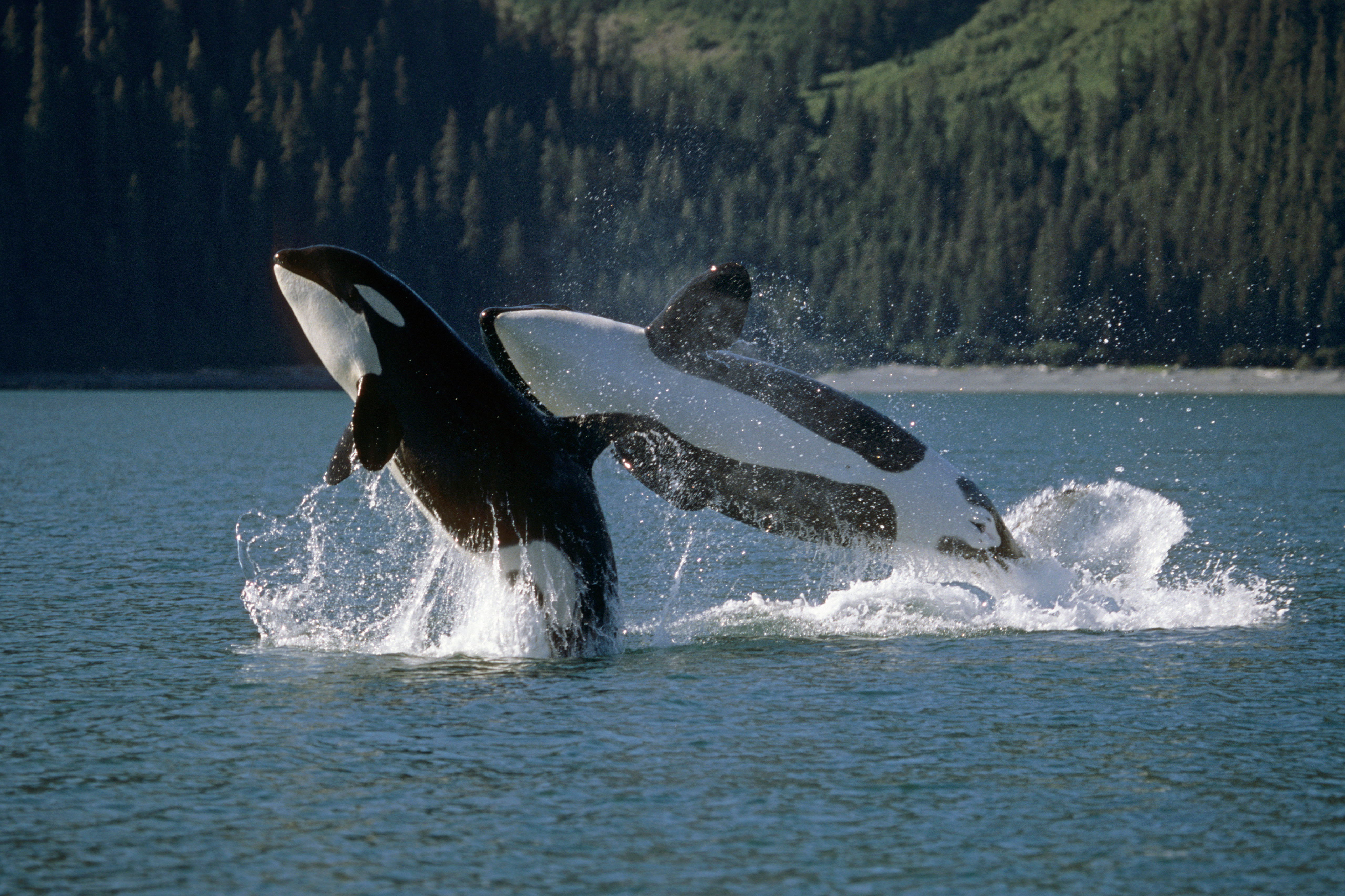 Two killer whales jumping out of the water infront of a tree-lined coastline