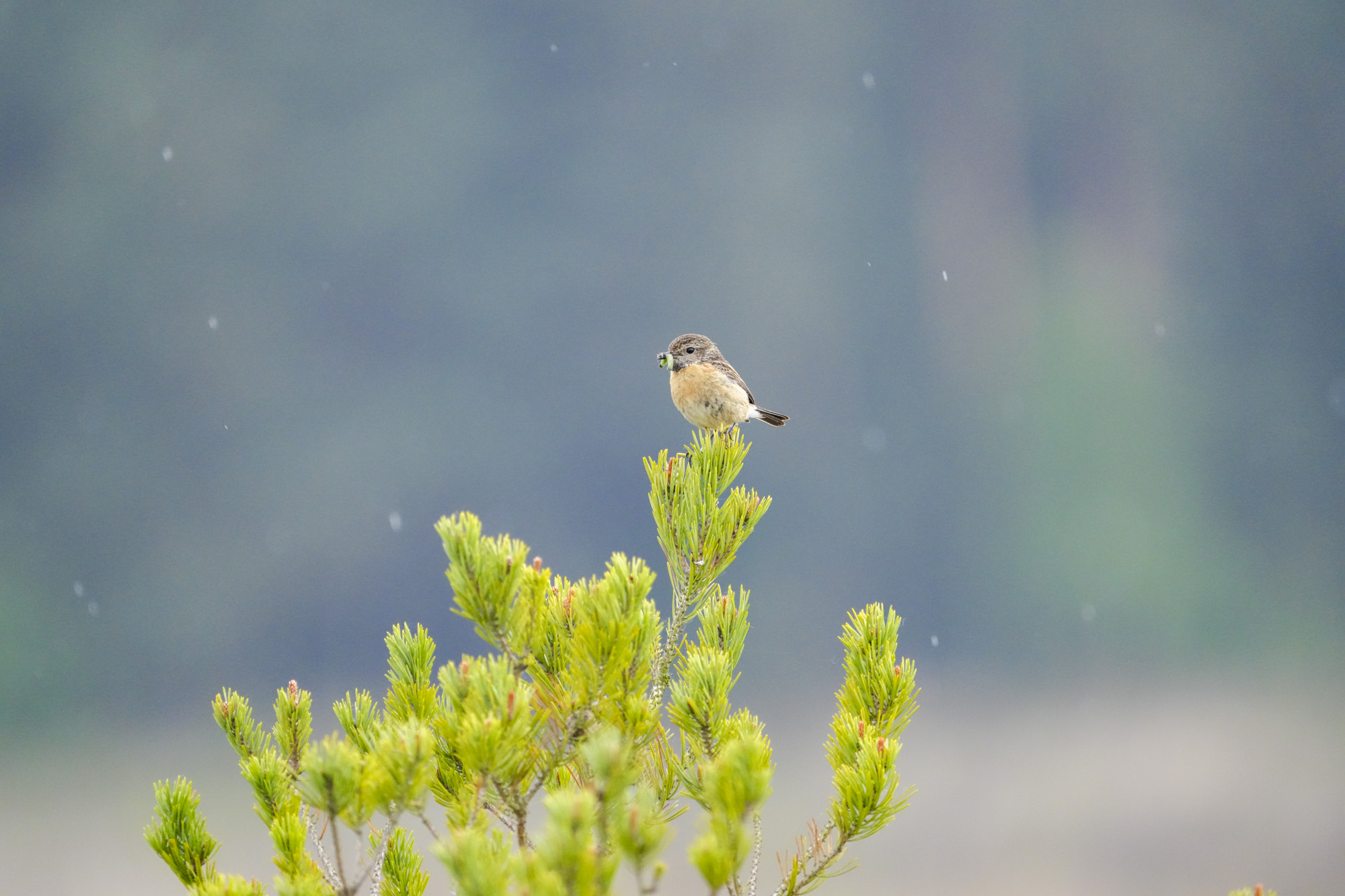 Wild birds in the natural habitat of a common in the UK
