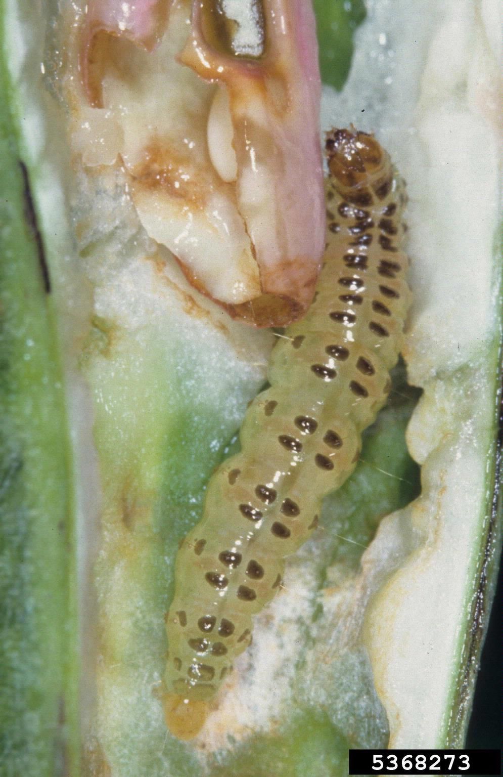 Borer Pest In Bean Plant