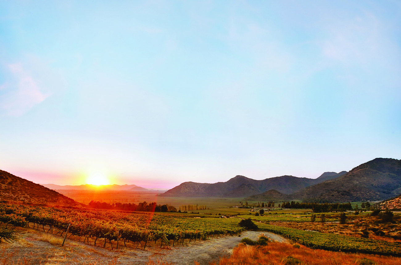 Chile Carmen&egrave;re