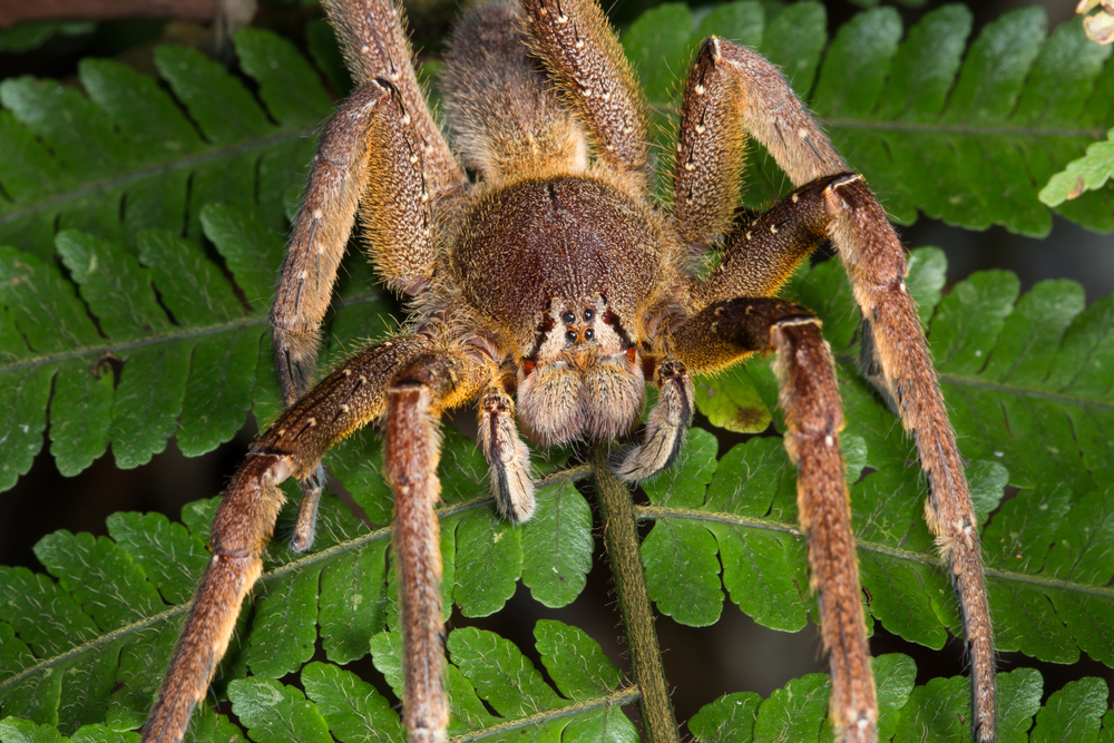 brazilian wandering spider fangs