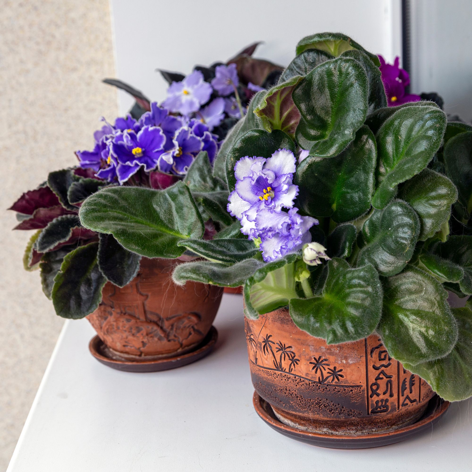 African violet indoor plant