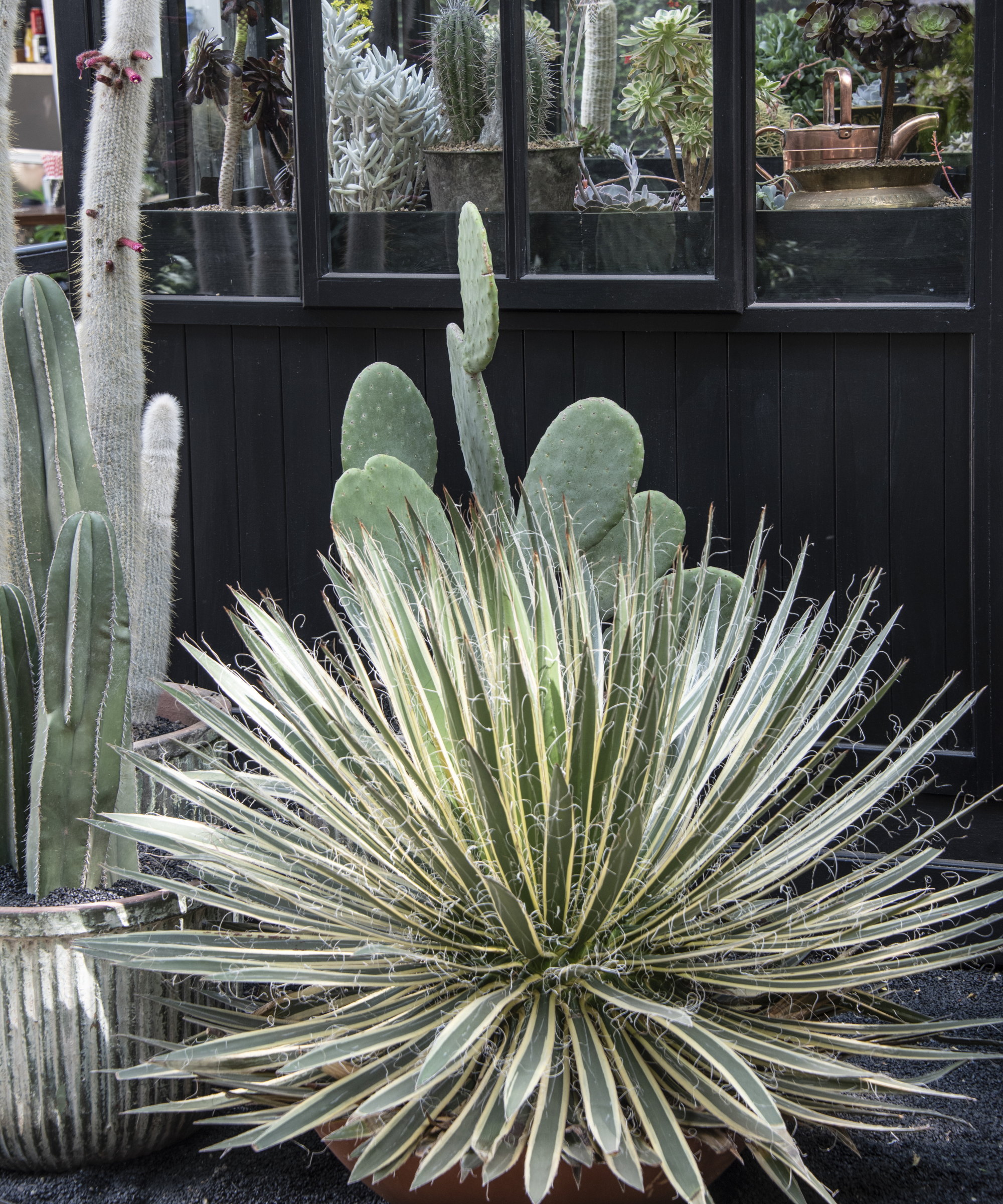 A display of cacti and succulents outside a black greenhouse