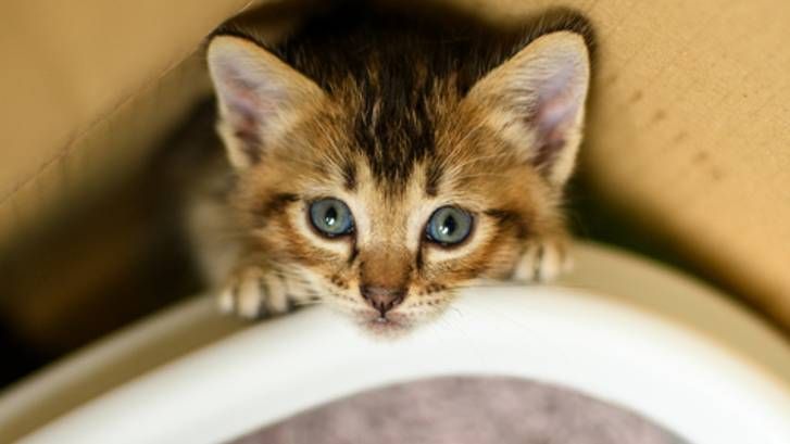 4 month kitten not eating