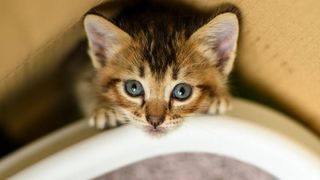 Kitten not eating as much as usual sale